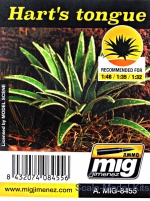 A-MIG-8455 Plants: Hart's tongue A-MIG-8455