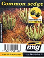A-MIG-8456 Plants: Common sedge A-MIG-8456
